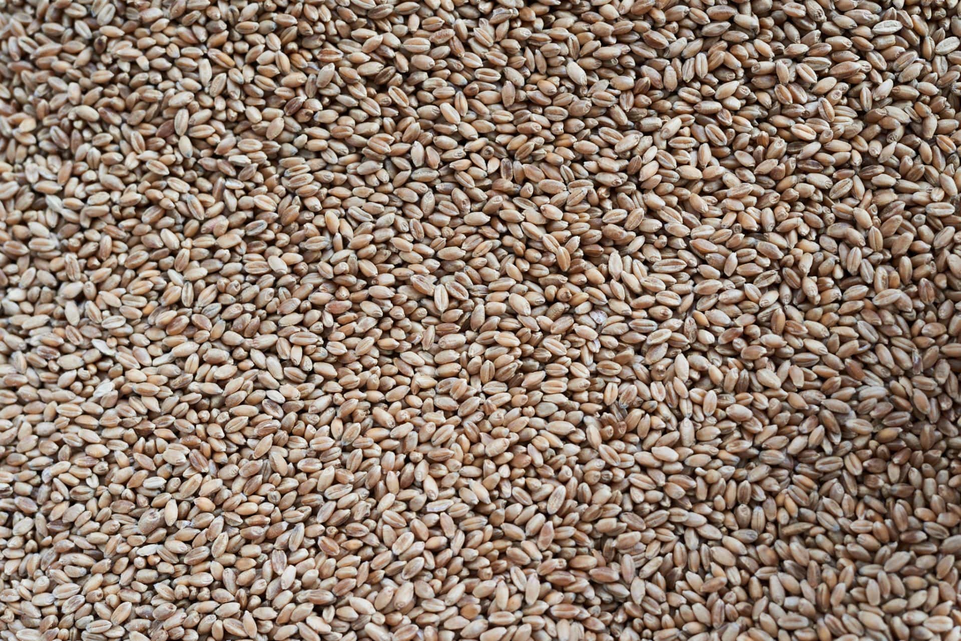 Raw hard red wheat berries